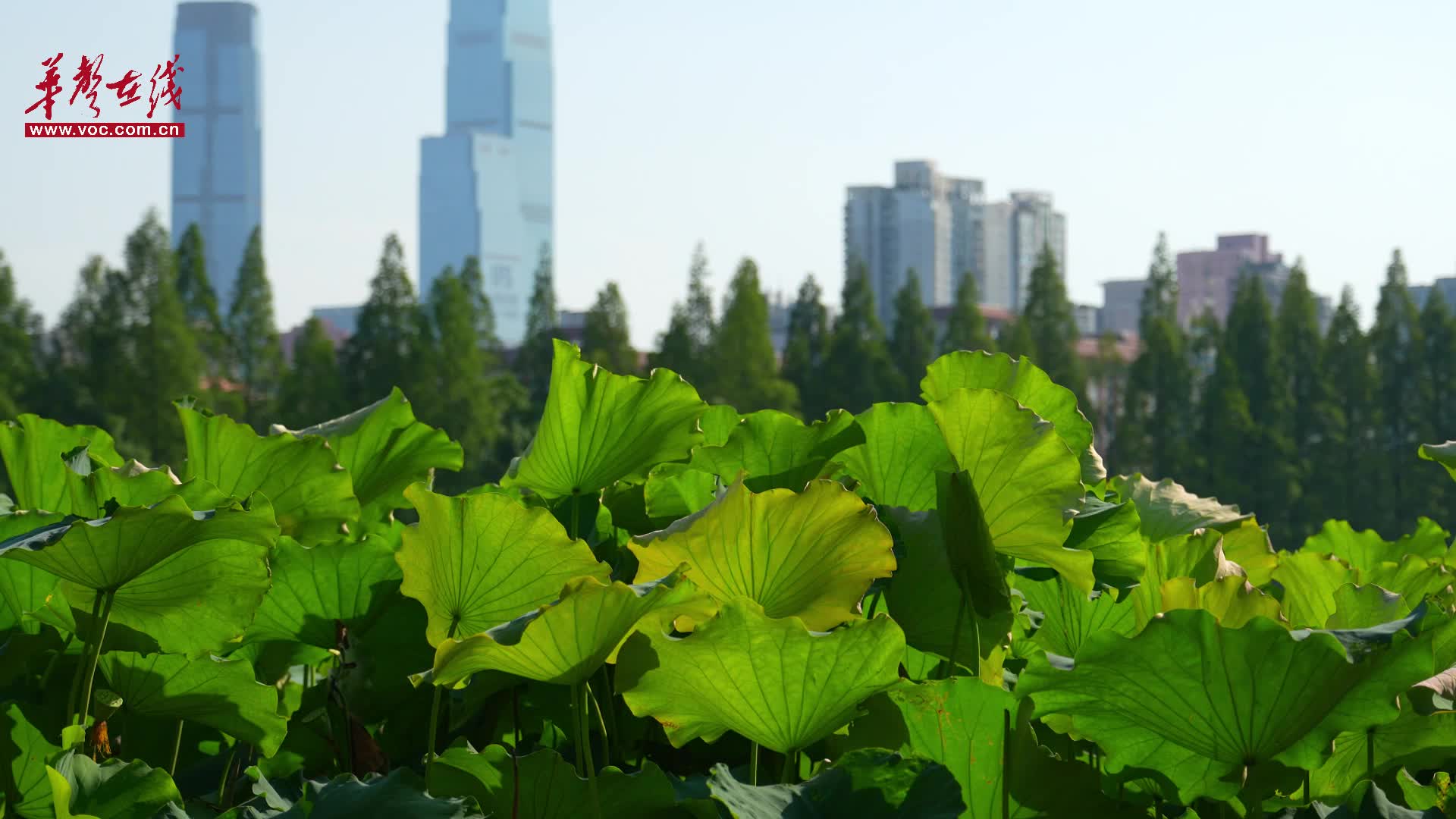 年嘉湖荷塘美景正当时 快与“水宫仙子”来一场夏日约会