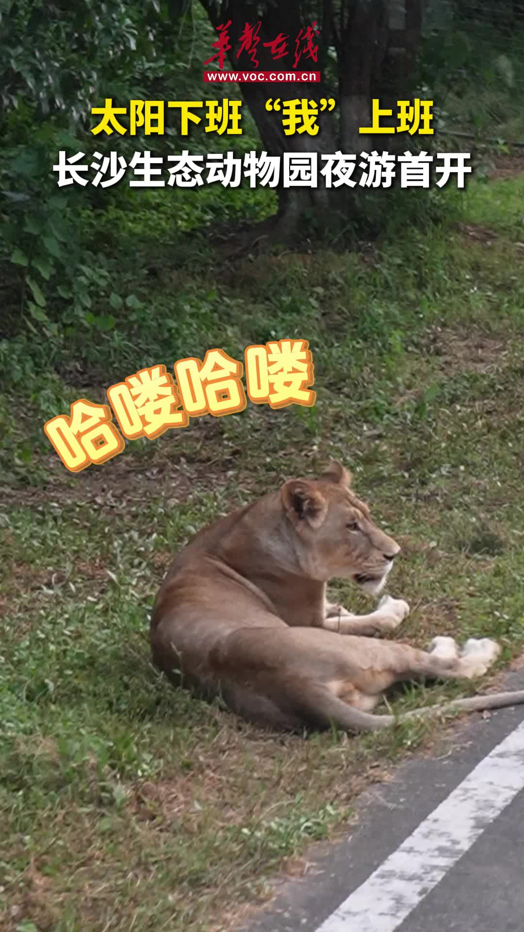 太阳“下班”动物“上班”，长沙生态动物园首开夜游模式，遛娃好去处！