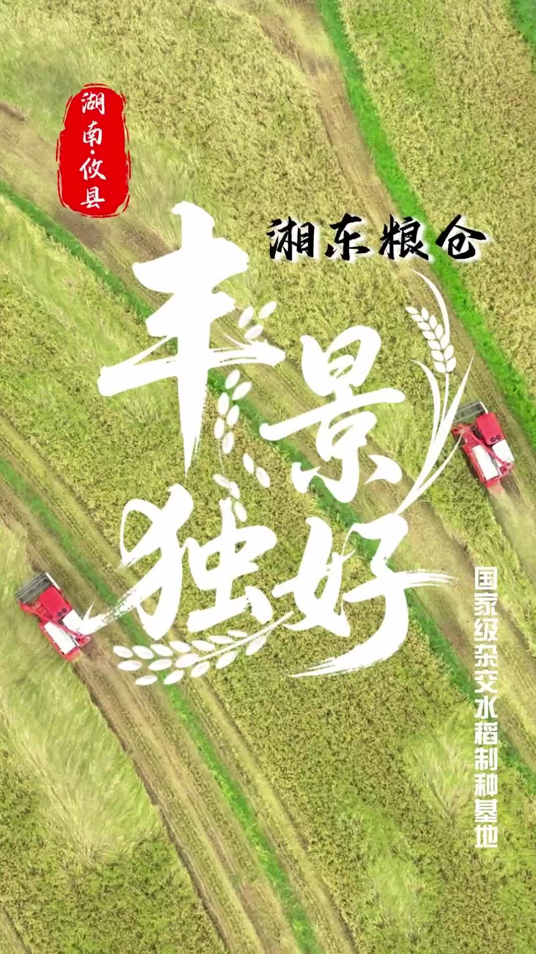 湖南攸縣：湘東糧倉 “豐”景獨好