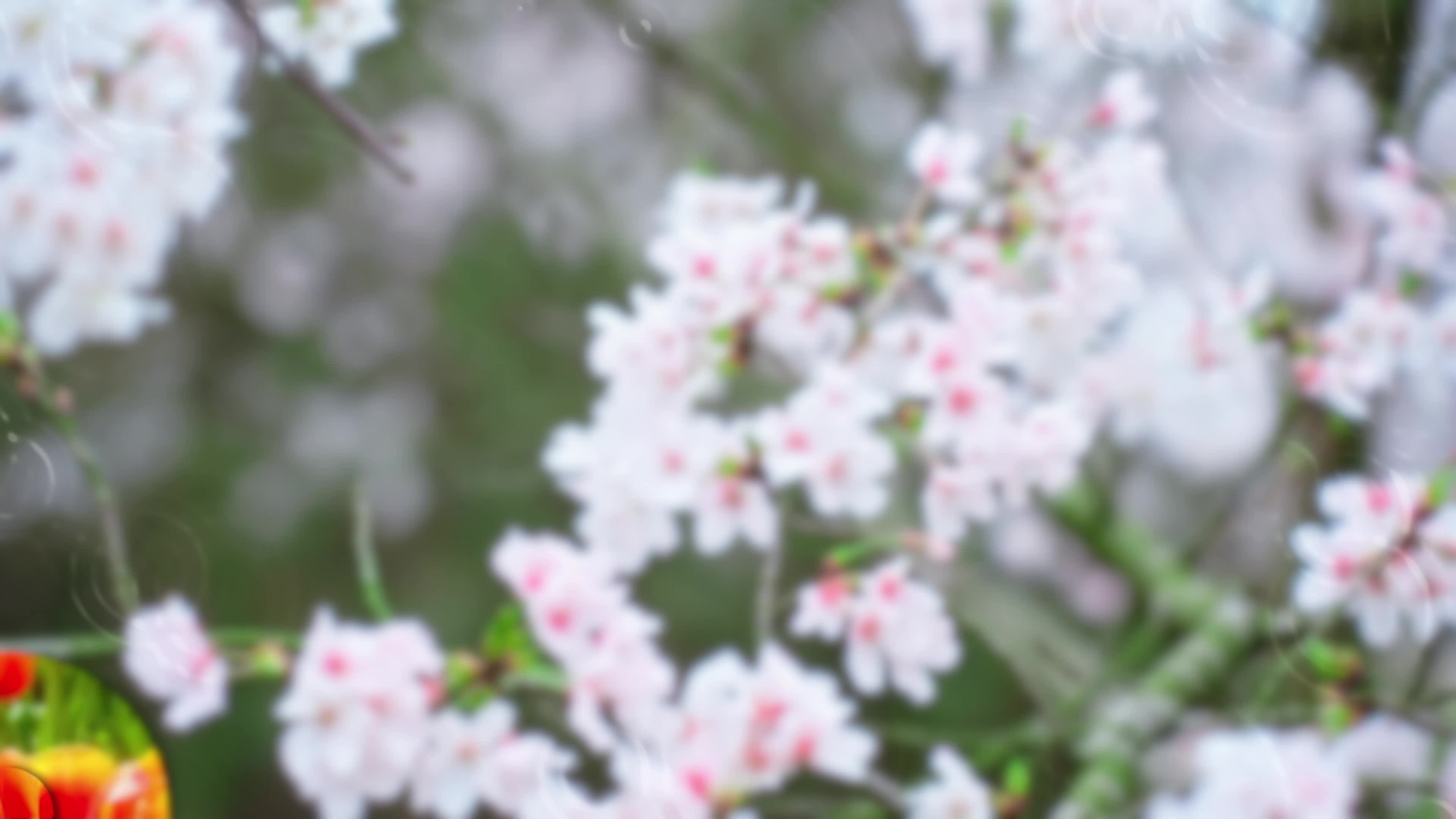 视频｜用雨滴转场打开湖南花事