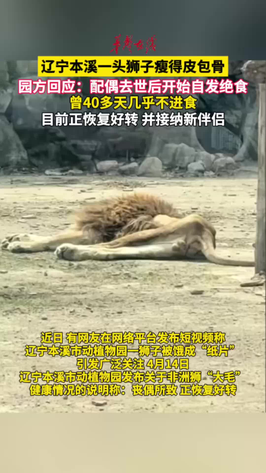 本溪一狮子瘦得皮包骨 园方回应 ：因配偶去世绝食