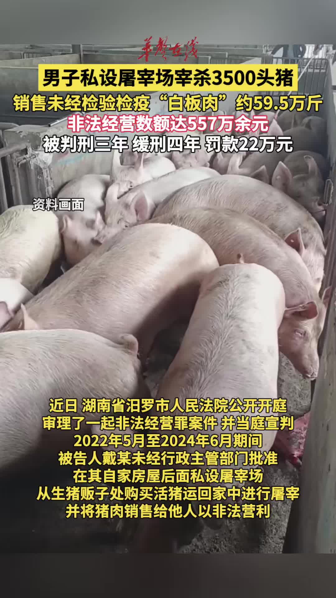 中国、漢加彩猪 男子私设屠宰场宰杀3500头猪获刑-华声在线