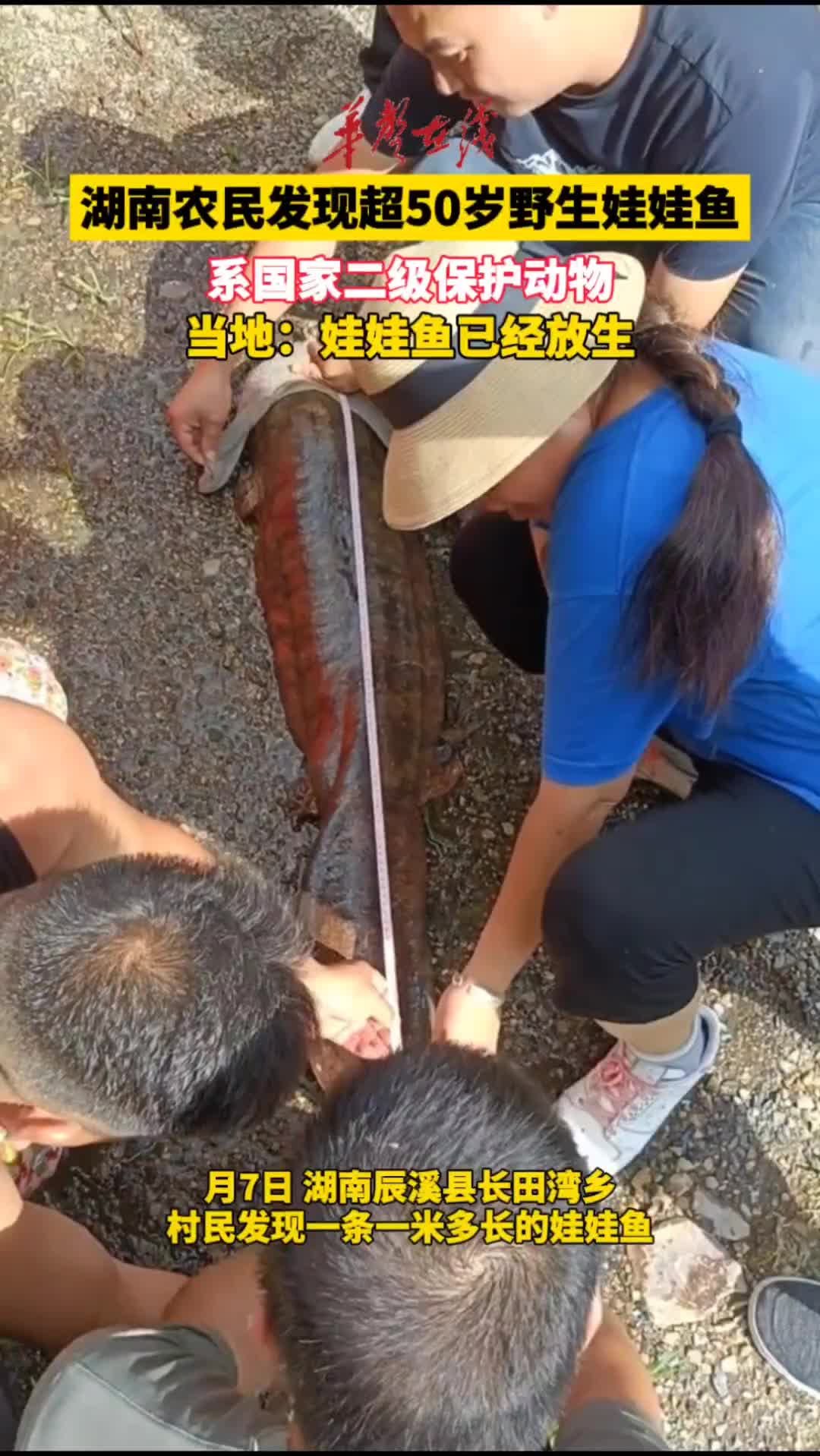 怀化辰溪村民发现超50岁野生娃娃鱼 