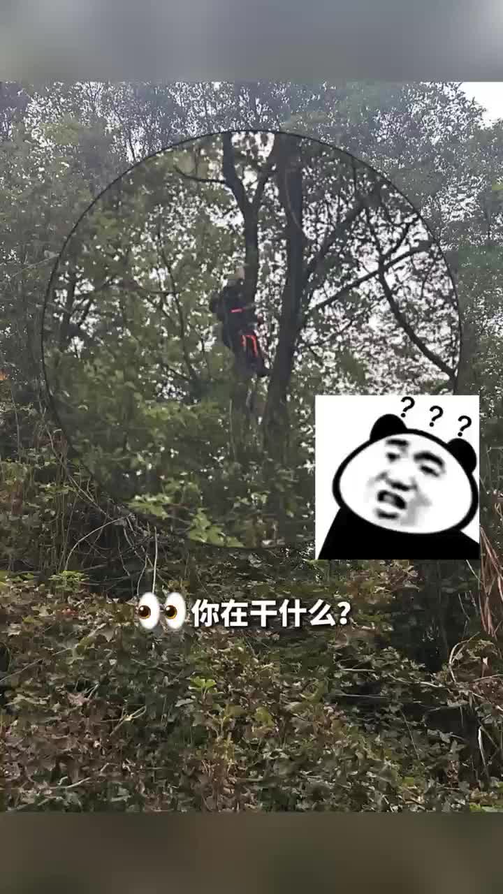 男子爬树掏蜂窝反被困，消防紧急救援