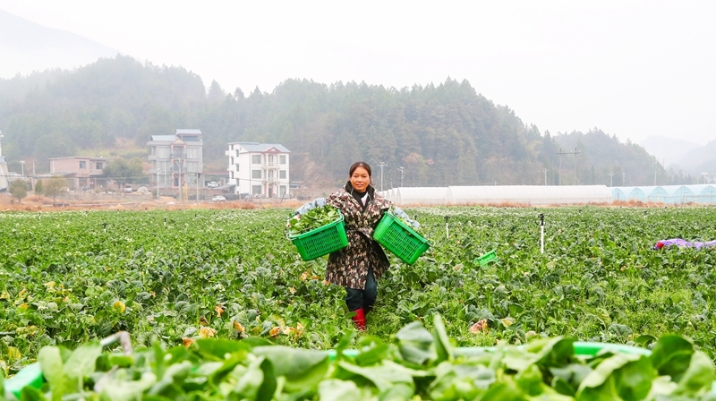 采收蔬菜保供应