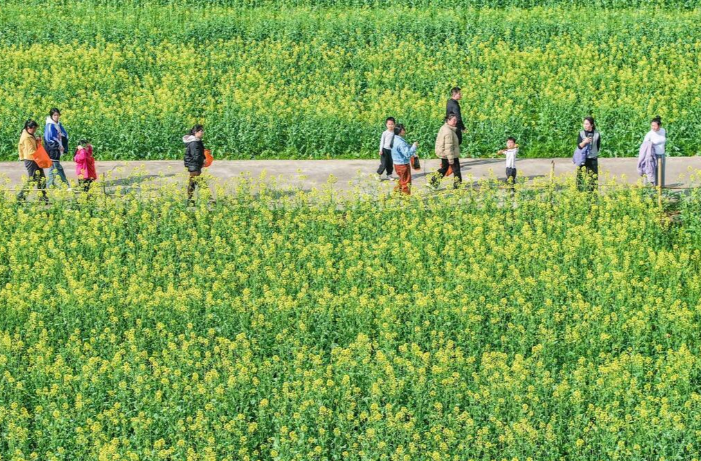 永州道县：油菜花开迎客来