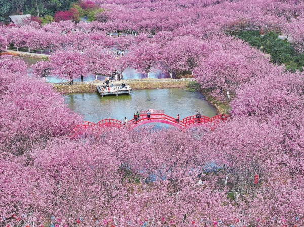櫻花爛漫醉春風(fēng)