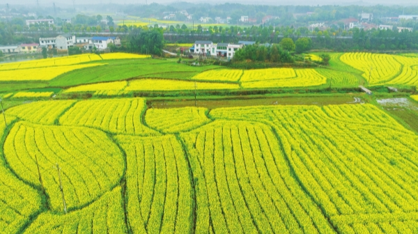 油菜花开“金”满地