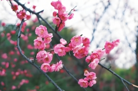 这些“校花”你喜欢哪个？