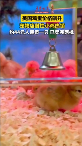 美國雞蛋價(jià)格飆升 寵物店雌性小雞熱銷