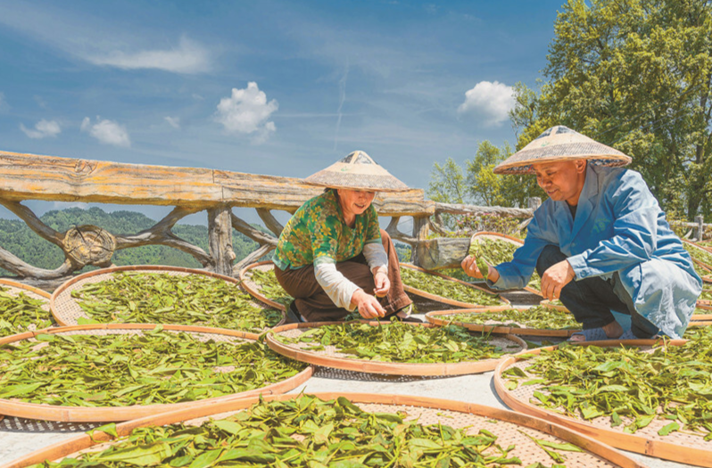 春末制茶忙