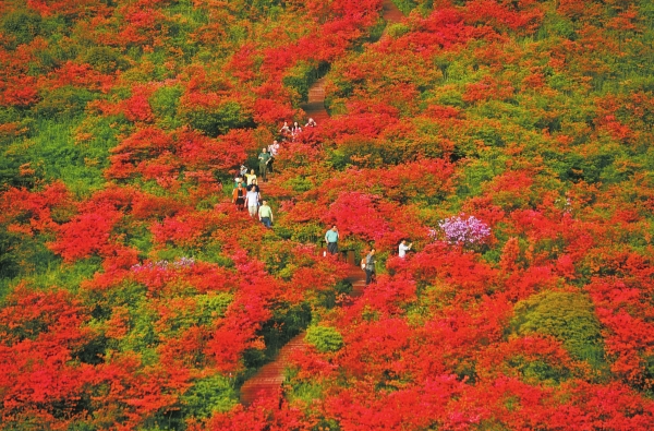 大围山，杜鹃红