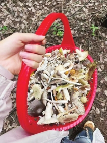 野生蘑菇中毒进入高发期 专家提醒：不采摘！不买卖！不食用！