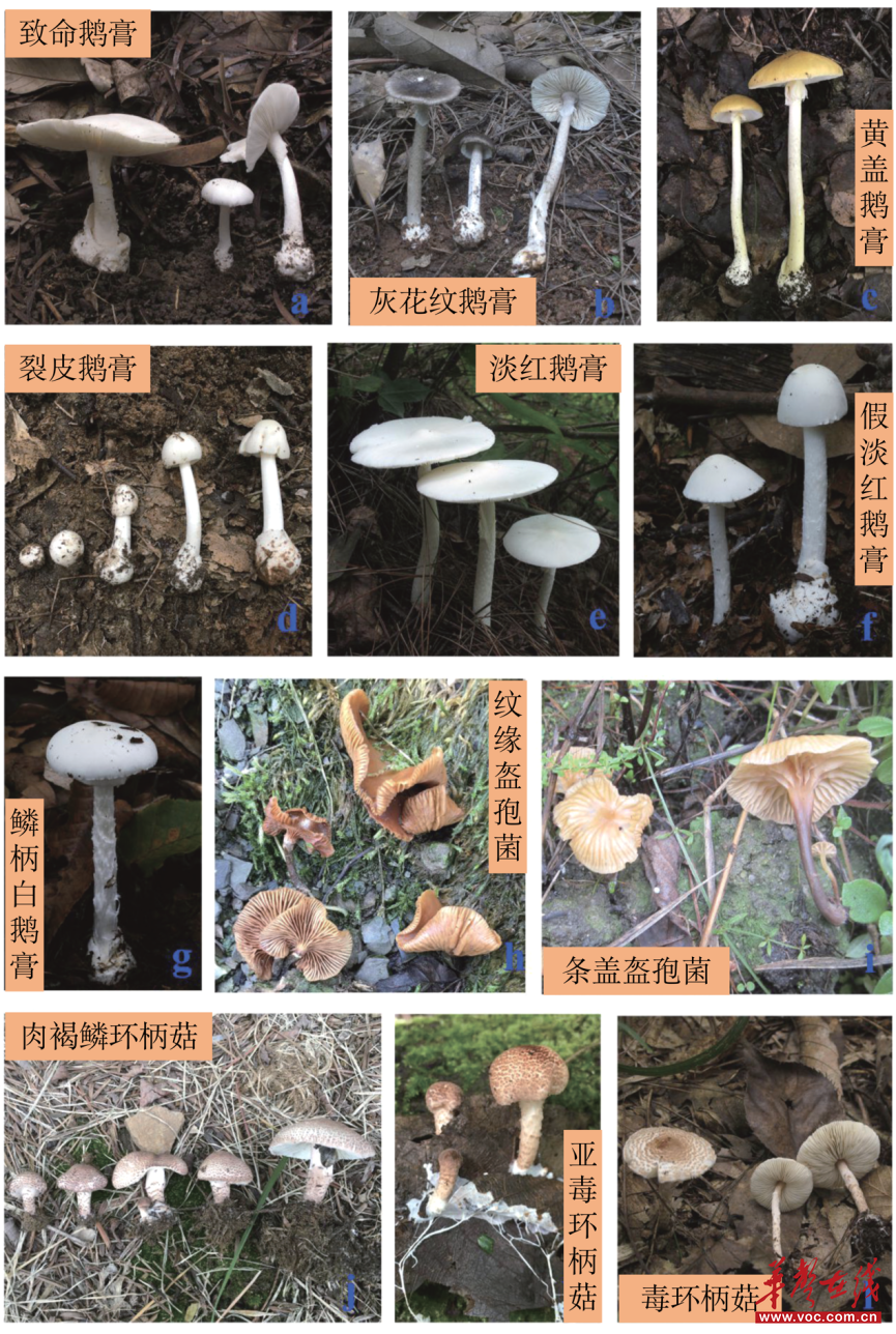警惕“死神蘑菇”！煎炒煮炖依然毒性不减