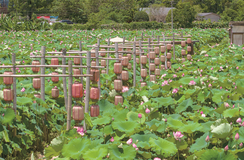 荷花绽放夏意浓