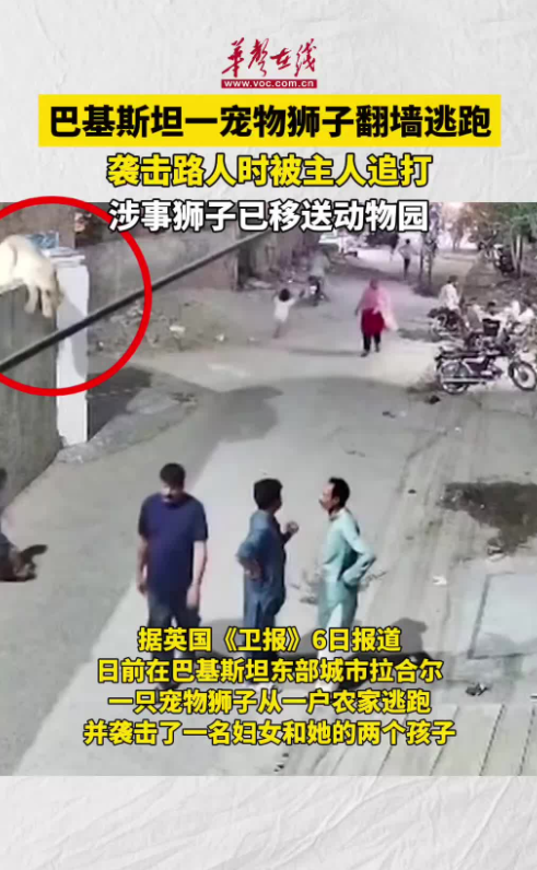 巴基斯坦一寵物獅子跳墻逃跑 襲擊路人時被主人追打