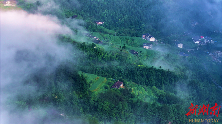 云雾茶山迎客来