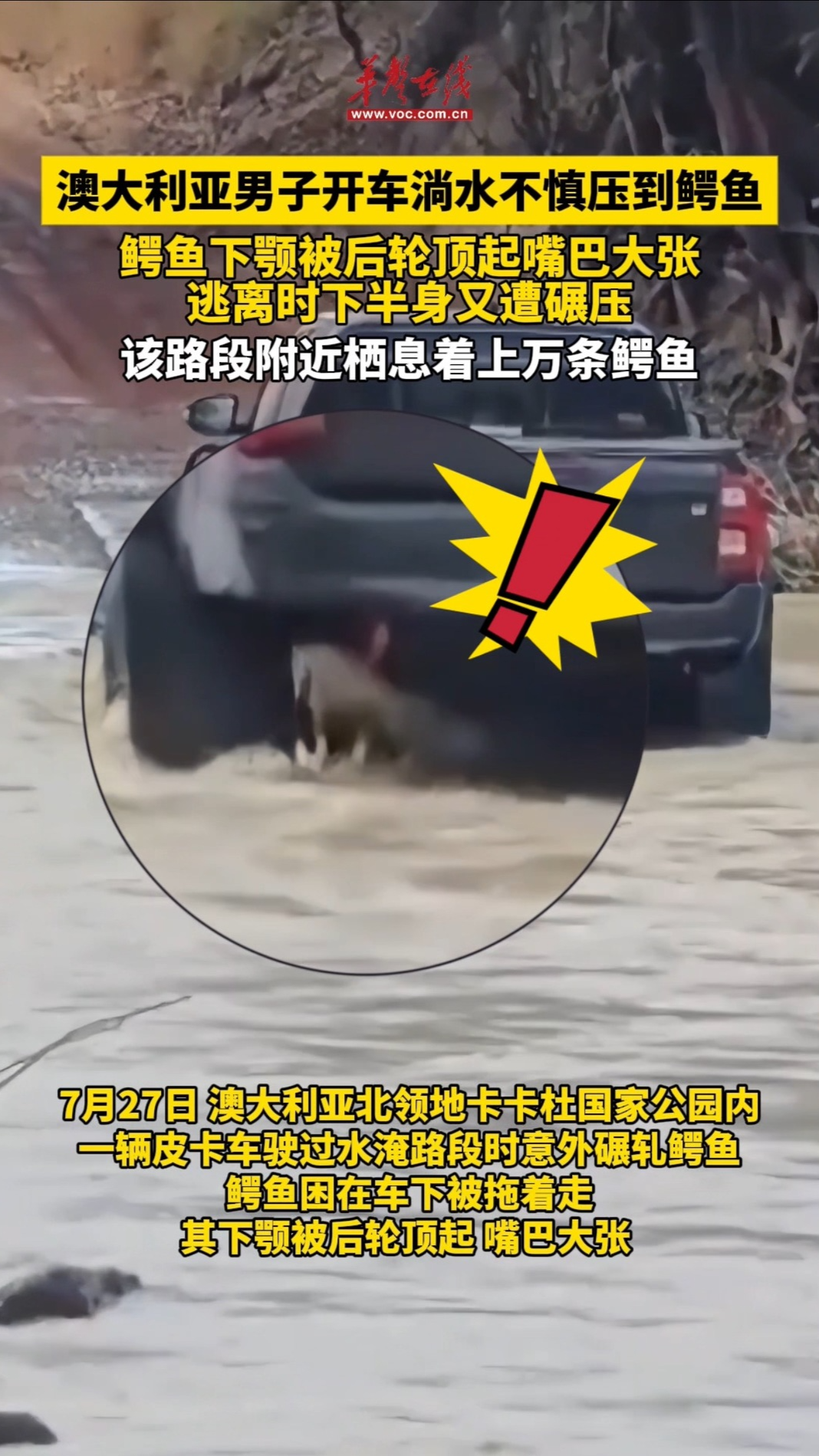 澳大利亞男子開車淌水不慎壓到鱷魚