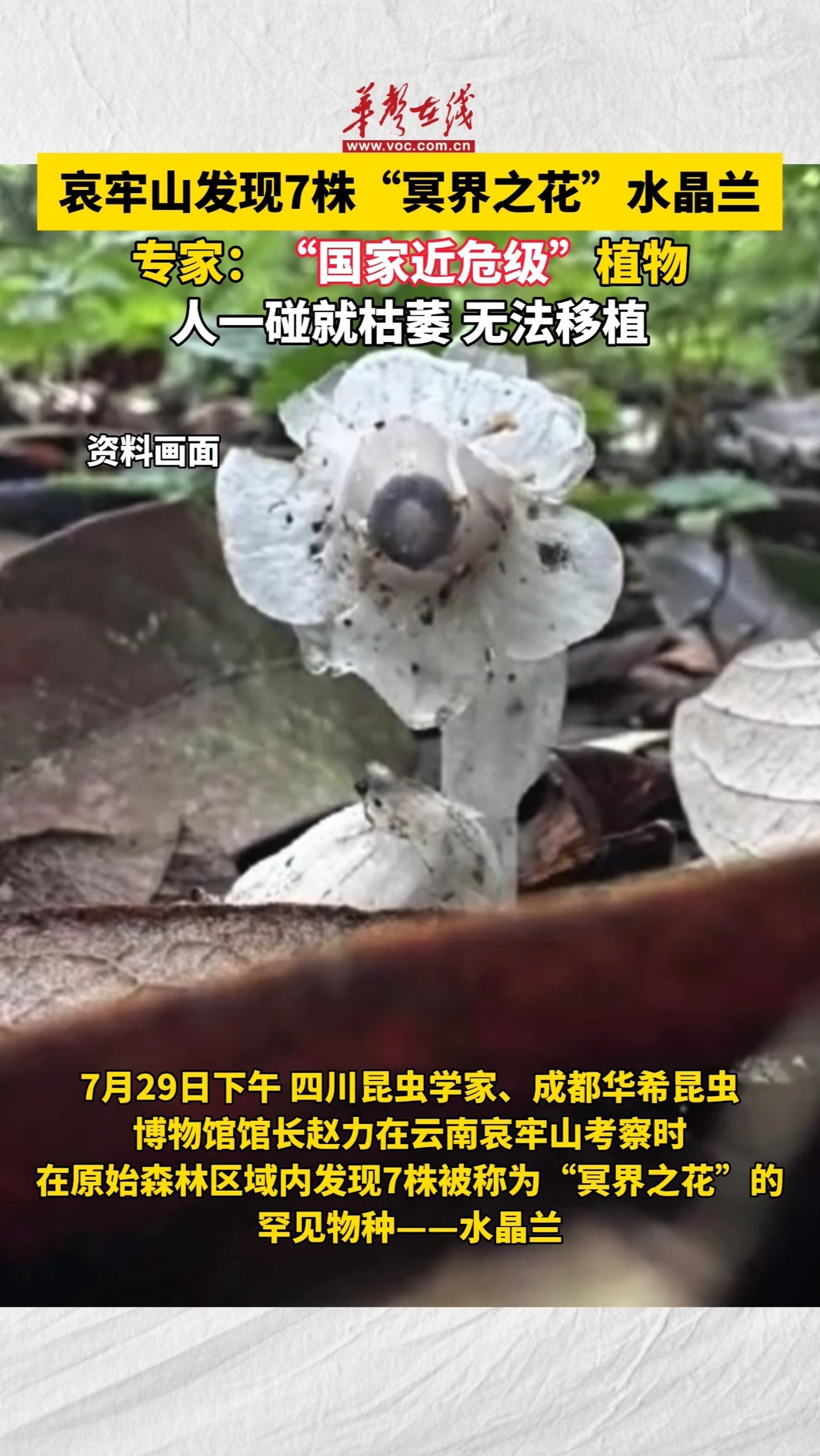 哀牢山發現7株”冥界之花“水晶蘭