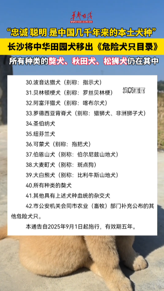 長(zhǎng)沙將中華田園犬移出《危險(xiǎn)犬只目錄》
