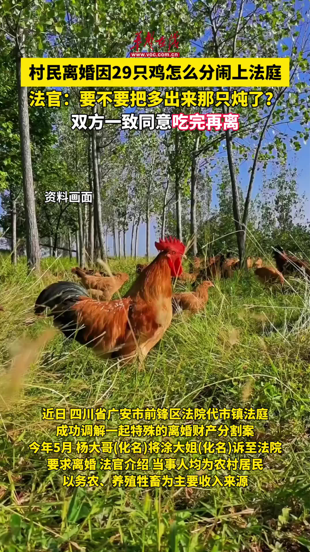 村民離婚因29只雞怎么分鬧上法庭
