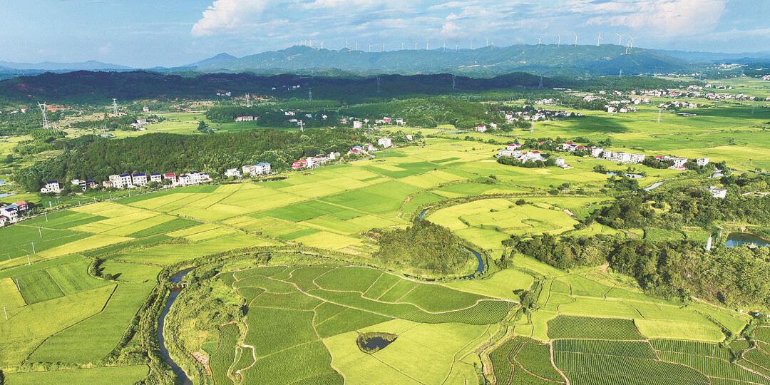 生態田園夏意濃