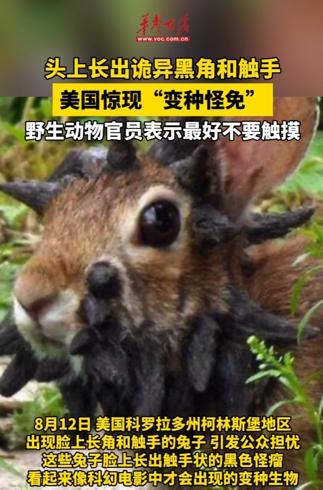 頭上長出詭異黑角和觸手 美國驚現“變種怪免”