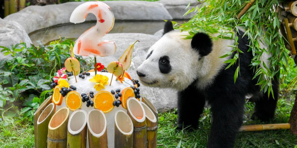 首只在俄出生大熊猫“喀秋莎”迎来两岁生日