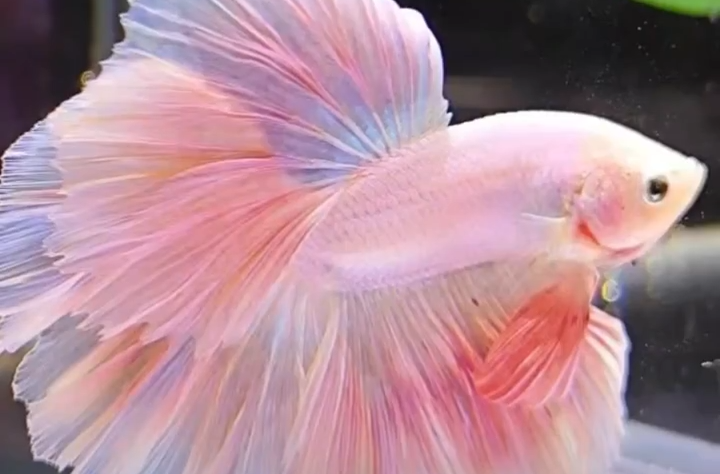 高顏值“婚紗”斗魚成水族寵物“新晉頂流”，宣稱易養(yǎng)好活，真相如何？