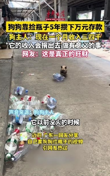 狗狗靠撿瓶子存款過萬 狗主人回應：現在一個月收入三四千