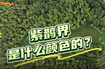 一個視頻告訴你，紫鵲界是什么顏色的？