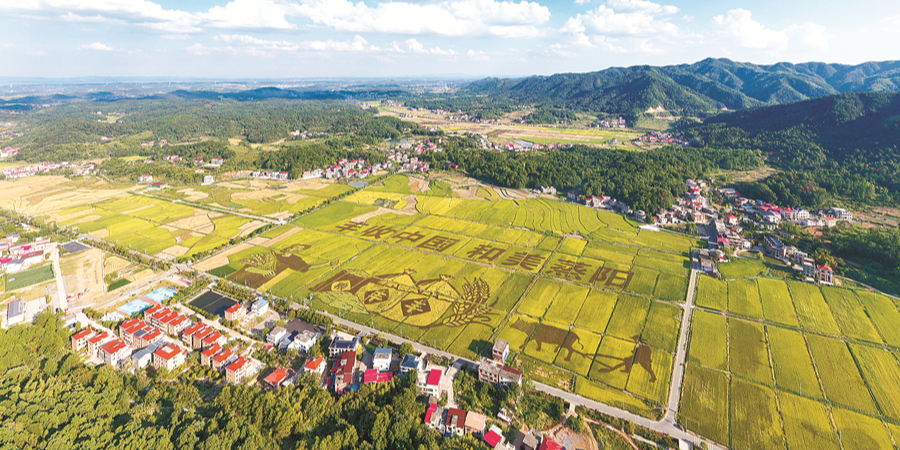 “彩色稻田画”扮靓乡村