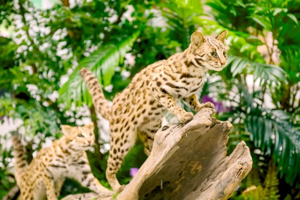 沉浸體驗新科普