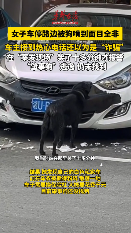 湖南吉首一女子車停路邊被狗啃到面目全非