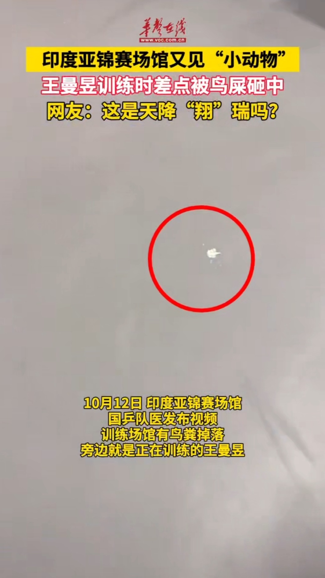 印度亞錦賽場館又見“小動物”