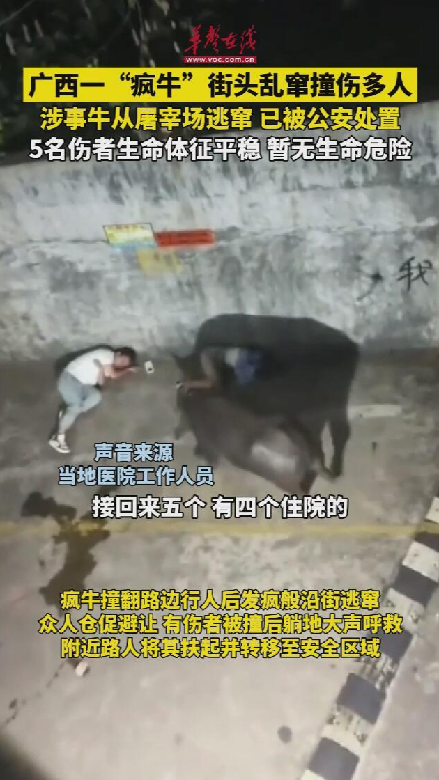 廣西一“瘋牛”街頭亂竄撞傷多人