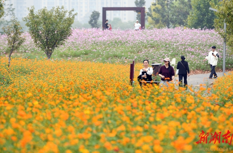 洋湖花海醉游人