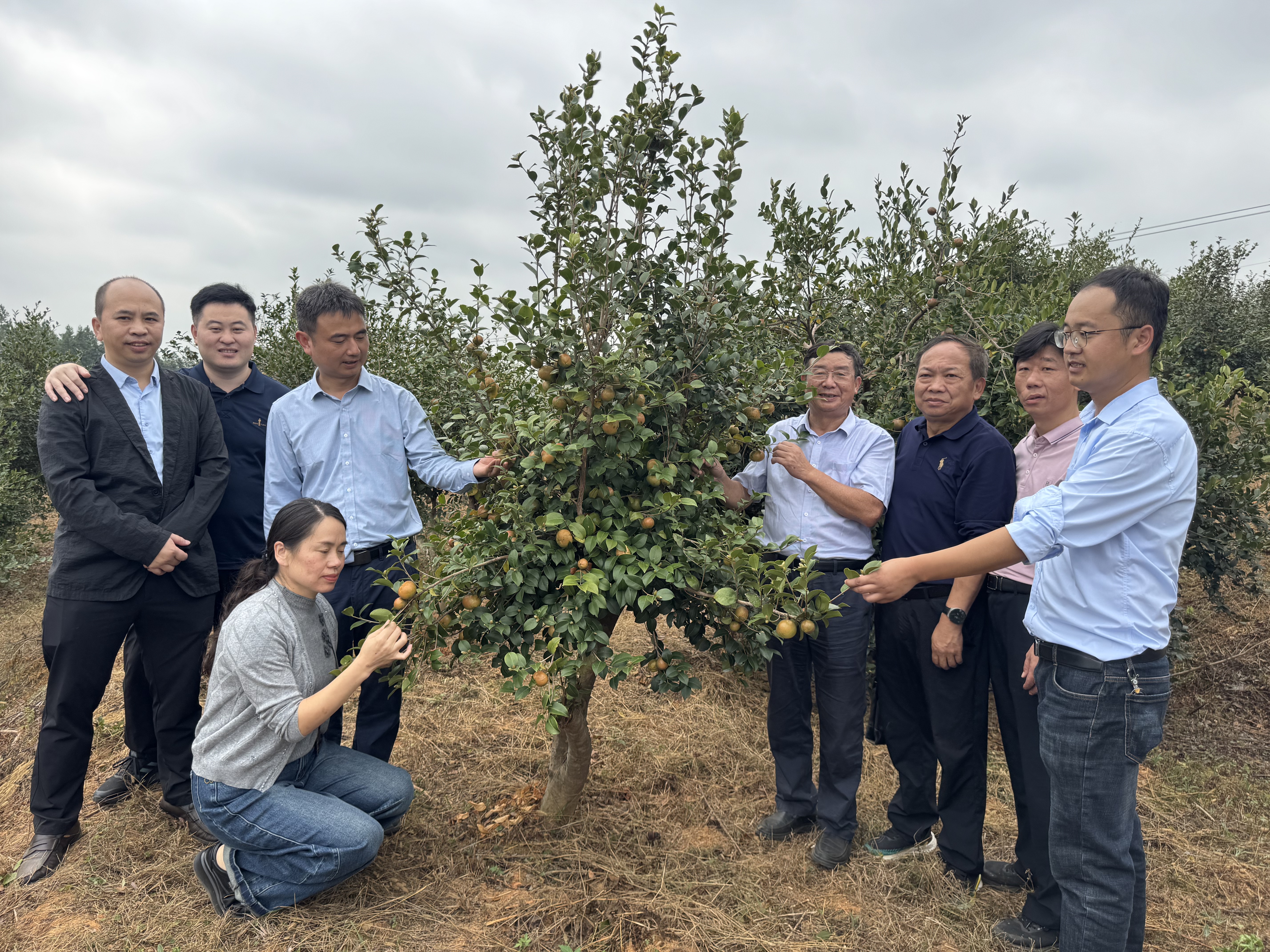 是怎样的“密码”？油茶亩产1432公斤，高出普通品种1200公斤