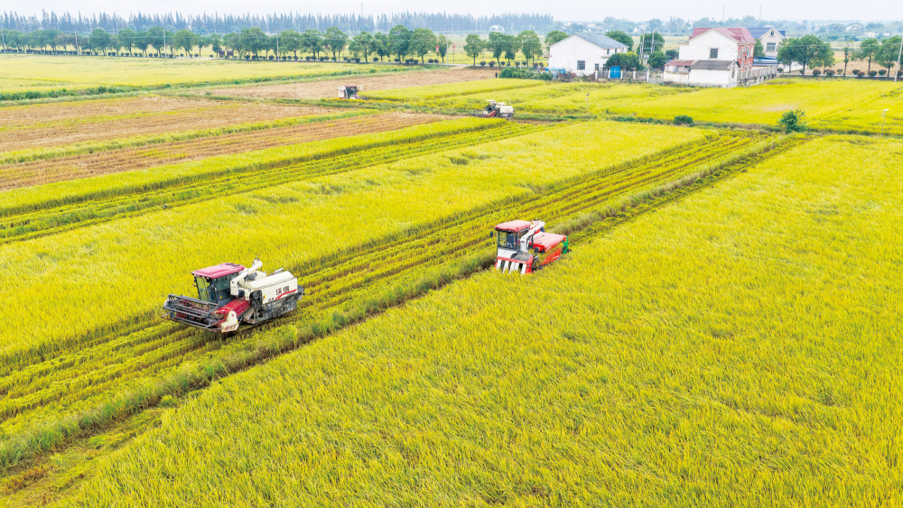 金秋“豐”景映洞庭