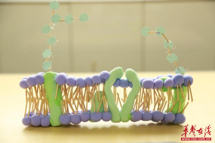 巧手塑生命 匠心探奥秘 桃源一中高二年级成功举办生物学科模型制作大赛