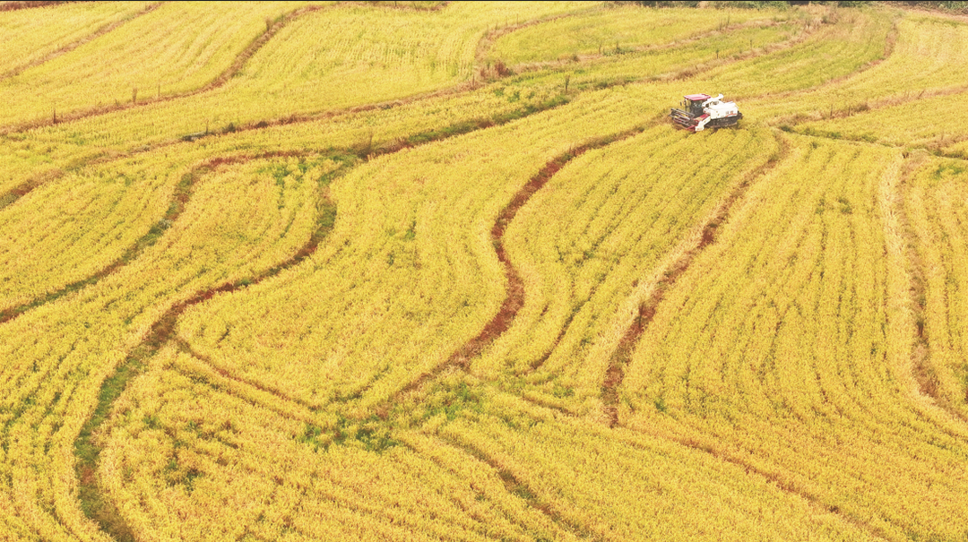 搶收再生稻