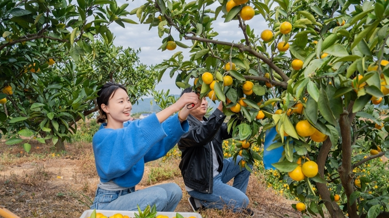 千畝橘林迎豐收