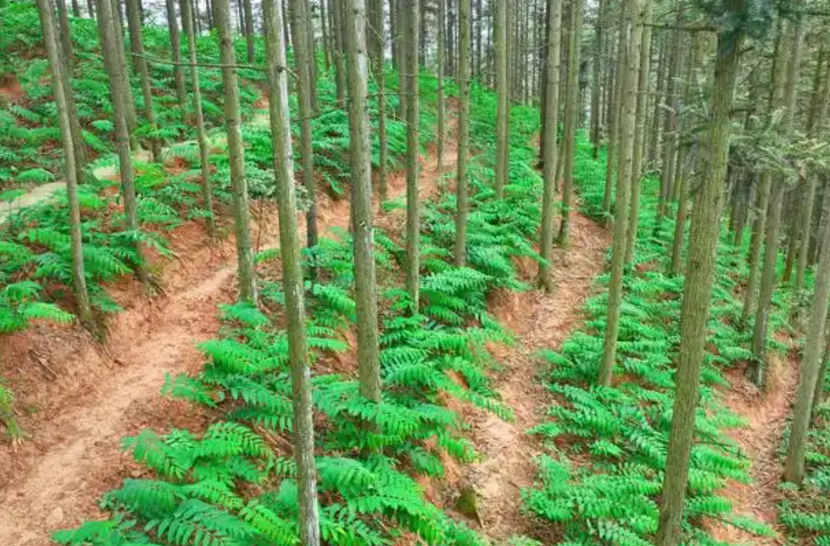 湖南发布第七号省总林长令