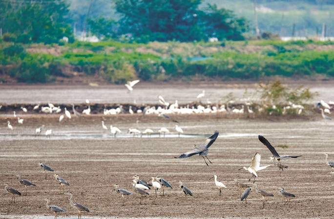 候鳥嬉戲 生態(tài)之美
