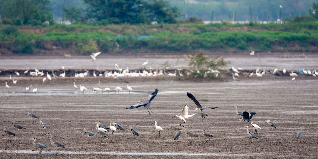 候鳥嬉戲 生態(tài)之美
