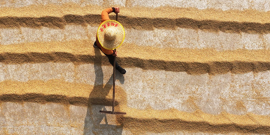 晚稻飄香農事忙