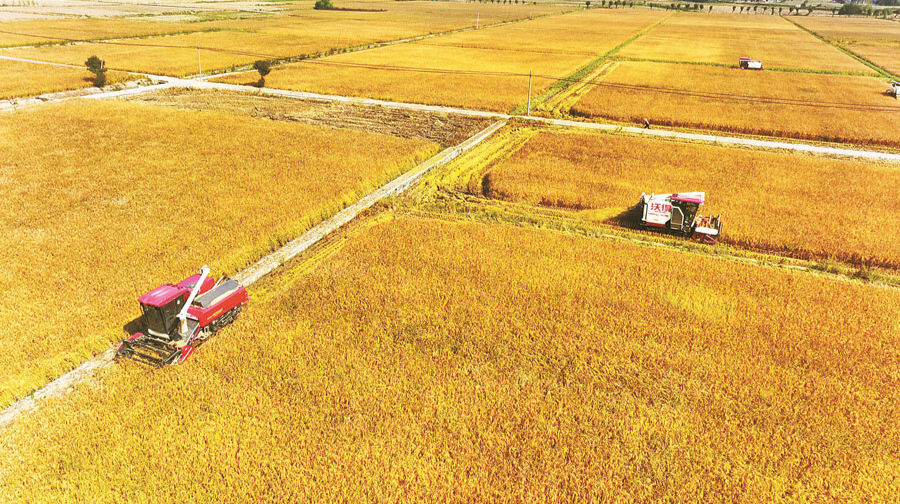 晚稻飄香農事忙