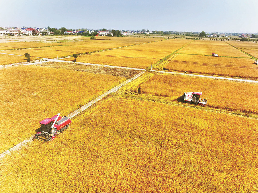 晚稻飄香農(nóng)事忙