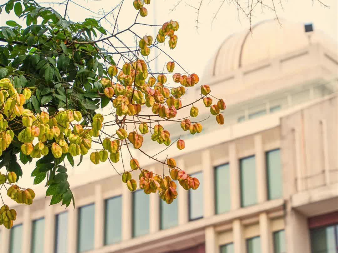 一眼心動(dòng)！湖南高校的秋天也太會(huì)了吧