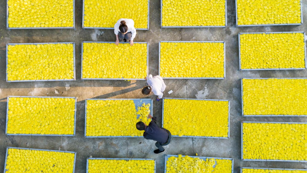金菊飄香豐收景